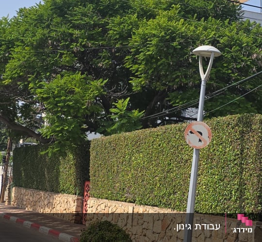 גדר חיה וגזם על המדרכה ליד עץ גדול